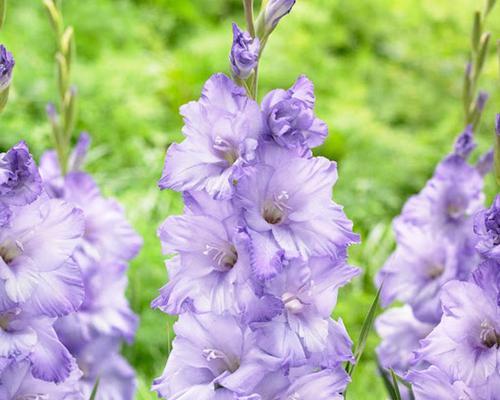 唐菖蒲开花时间及特点（探究唐菖蒲花期变化及开花数量）