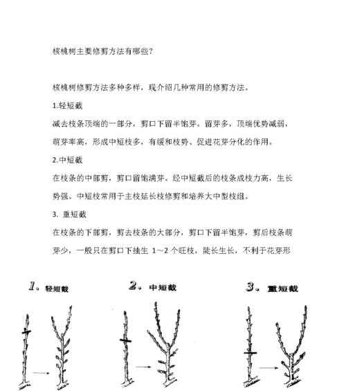 如何有效地处理桃蛋爆侧芽问题（掌握科学的方法）