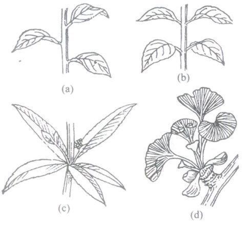 种植桃蛋的最佳土壤配方（如何选择和准备种植桃蛋的土壤）