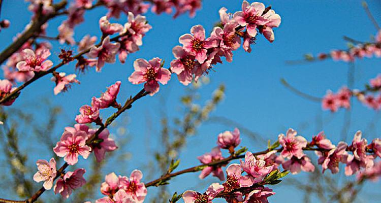 桃花春天绽放，迎接万物复苏（欣赏桃花）