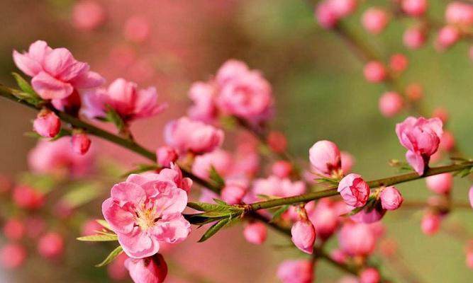 解读桃花的花语及其象征意义（桃花的美丽与代表的含义）