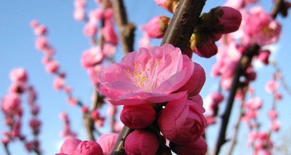 十二生肖与桃花缘（哪些生肖最易招桃花）