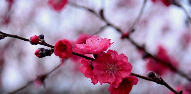 十二生肖与桃花缘（哪些生肖最易招桃花）