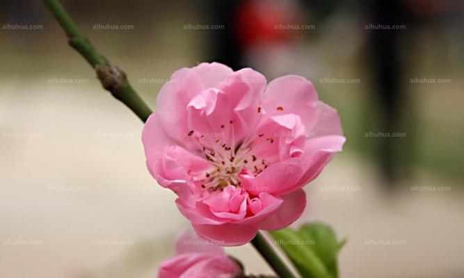 探秘桃花叶的形状特点（桃花叶的奇特形态与自然之美）