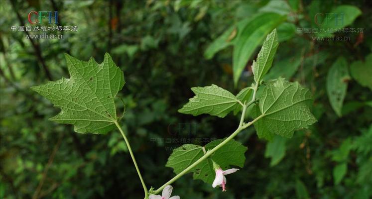 探秘桃花叶的形状特点（桃花叶的奇特形态与自然之美）