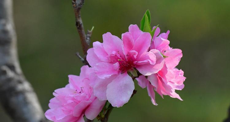 桃花开花时间及周期（从年龄）