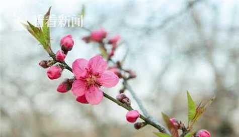 桃花开花时间及周期（从年龄）