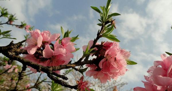 探秘桃花花语及其寓意（解读桃花的神秘语言）