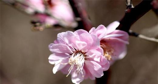 探秘桃花花语及其寓意（解读桃花的神秘语言）