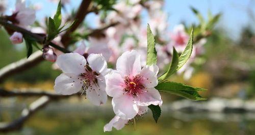 桃花生的生长环境、适应性和栽培技巧（桃花生的生长环境）