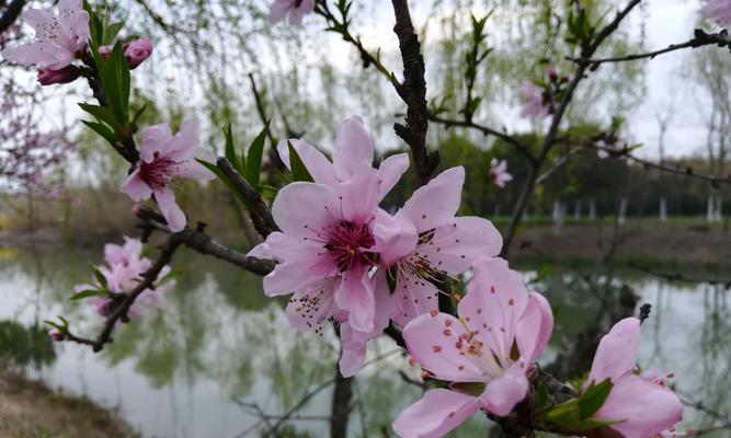 桃花生的生长环境、适应性和栽培技巧（桃花生的生长环境）