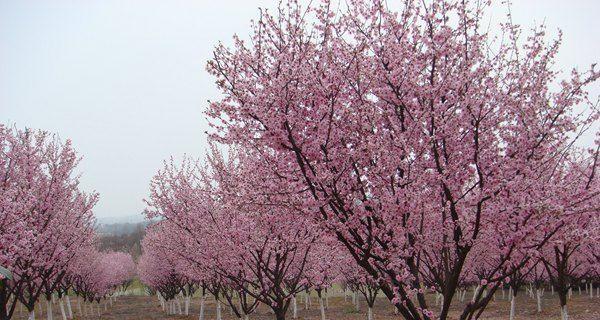 寻找桃花乡——探究桃花生长环境（从气候到土壤）