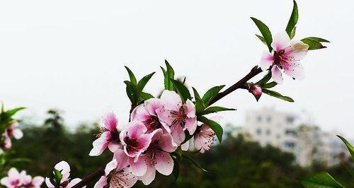 寻找桃花乡——探究桃花生长环境（从气候到土壤）