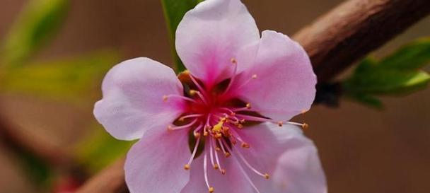 揭秘桃花开花季节——桃花花期的奥秘（从传说到科学）