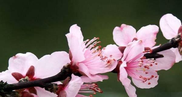 揭秘桃花开花季节——桃花花期的奥秘（从传说到科学）