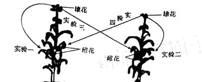 深入探究桃花是雌雄同株的真相（桃花的生殖方式及对人类的意义）