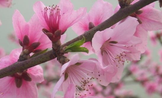 十二生肖中哪个与桃花缘最深（揭秘生肖与桃花的神秘关系）