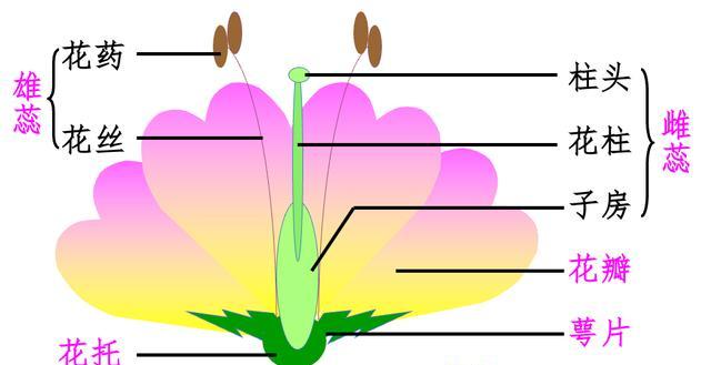 探究桃花是否为单性花（解析桃花的性别结构与繁殖方式）