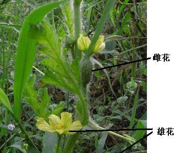 探究桃花是否为单性花（解析桃花的性别结构与繁殖方式）