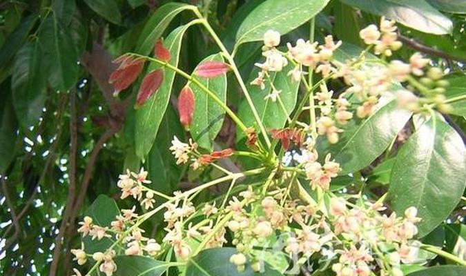 探究有限花序中的桃花（揭秘桃花的花序类型及生长特点）