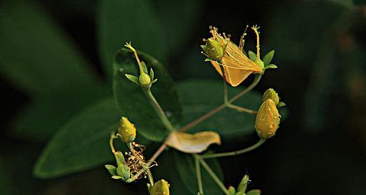 探究有限花序中的桃花（揭秘桃花的花序类型及生长特点）