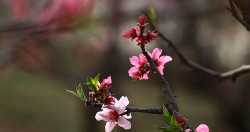 春天里的桃花飘香（桃花开放的季节）