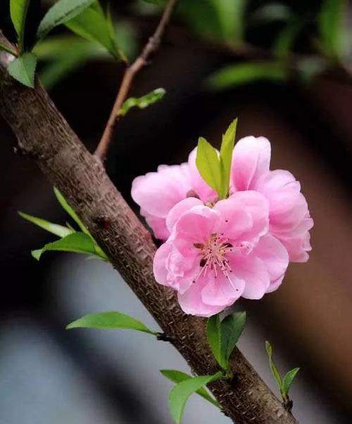 春天里的桃花飘香（桃花开放的季节）