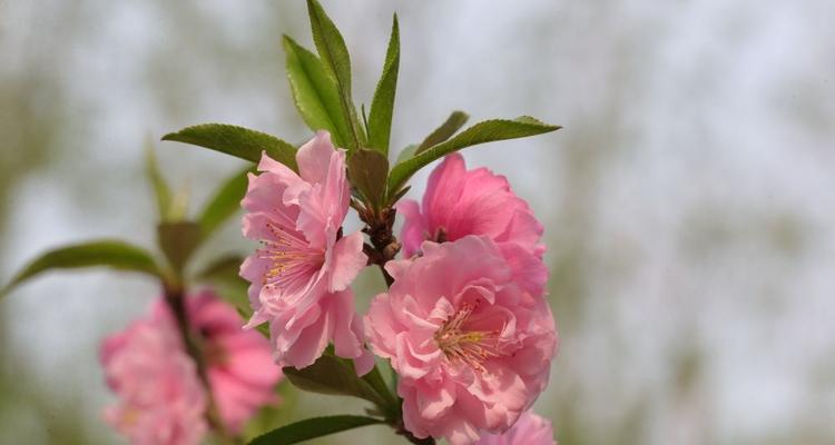 探秘桃花的神奇之处（形状、寓意、传说）