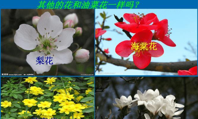 探秘“完全花”之谜——桃花是否为完全花（桃花的生殖机制与形态特征探析）