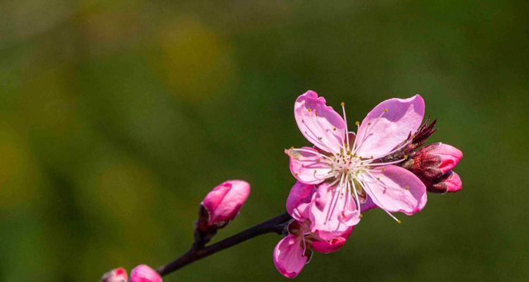 桃花之意（桃花象征的深层内涵及文化传承）