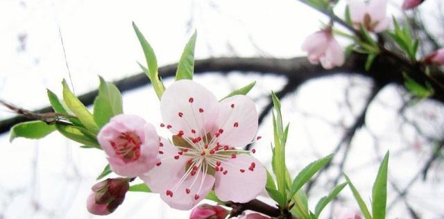 桃花之意（桃花象征的深层内涵及文化传承）