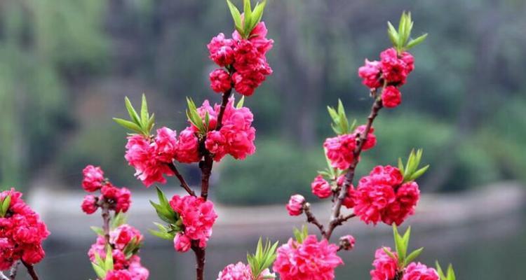 探秘“桃花”——一朵花的多重身份