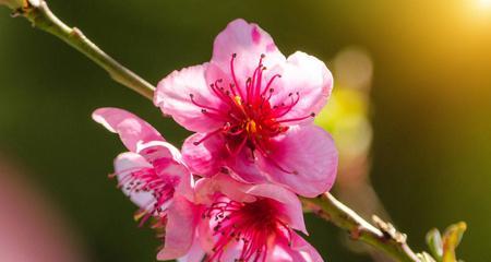 探秘“桃花”——一朵花的多重身份