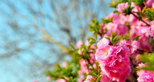 探秘“桃花”——一朵花的多重身份