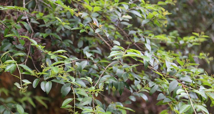 探秘神奇的“桃金娘科”植物世界（探访桃金娘科植物的分布）