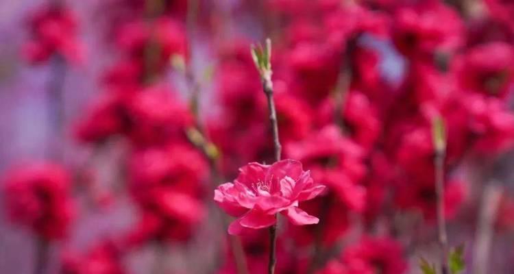 桃梅花期多久时间（浪漫春日的盛宴）