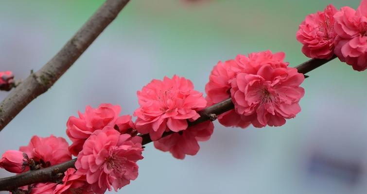 探究桃梅一年开几次花的规律（了解桃梅花开时间及影响因素）