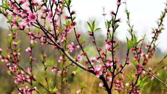 春天的桃花飘香（探究桃树开花的奥秘）