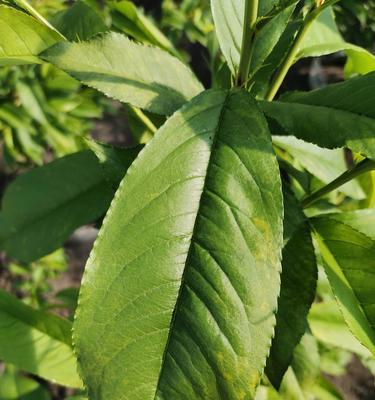 治疗效果好的药物——树叶黄化病的有效治疗方法（探寻树叶黄化病的成因）