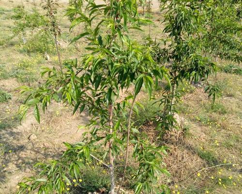 如何选择适合种植桃树的时间（桃树种植季节）