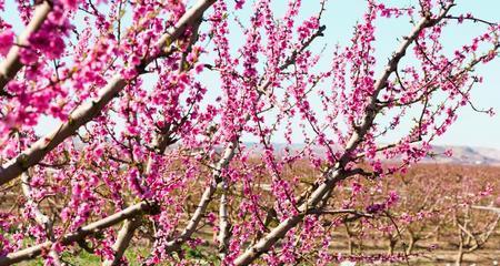 杨桃树开花结果时间详解（了解杨桃开花结果的季节和特点）