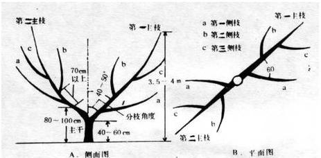 核桃树嫁接的时间和方法（如何正确进行核桃树嫁接）