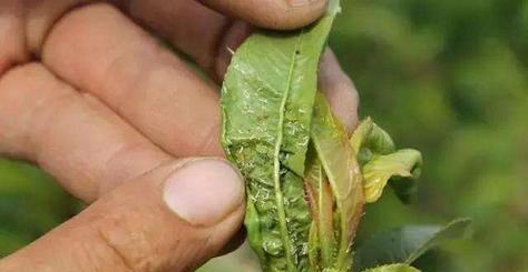 如何使用化学药剂有效防治桃树介壳虫（掌握桃树介壳虫的危害与特征）