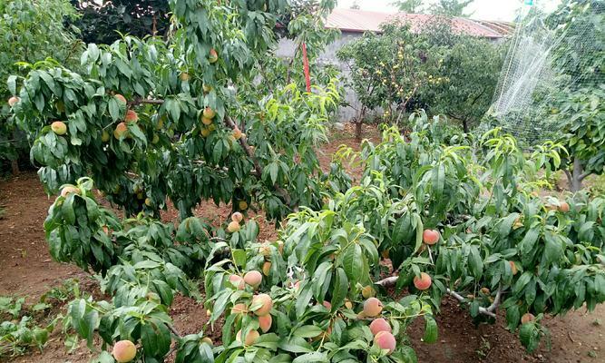 种植院子里的桃树（从土壤选择到树木护理全方位指南）