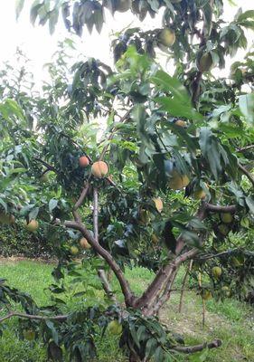 种植院子里的桃树（从土壤选择到树木护理全方位指南）