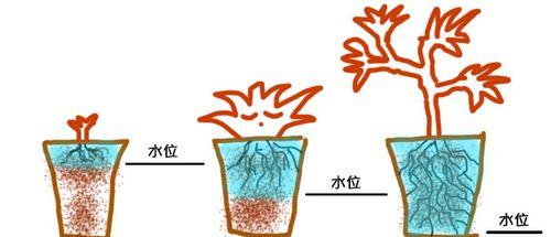 如何科学浇水让盆栽桃树茁壮成长