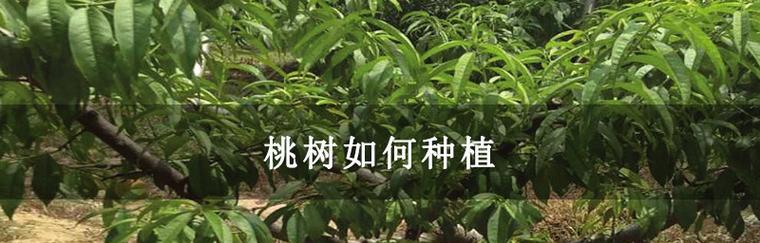 核桃树的最佳种植时间（掌握时机）