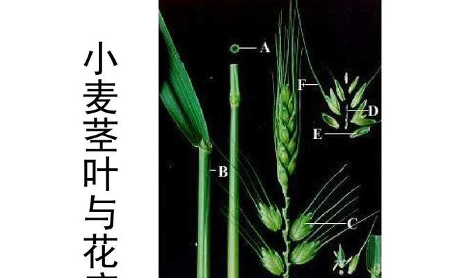 探究桃树的植物性质（单子叶植物的特征与生长习性）