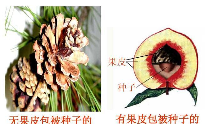 山桃树是裸子植物吗？——揭秘山桃树的真实身份