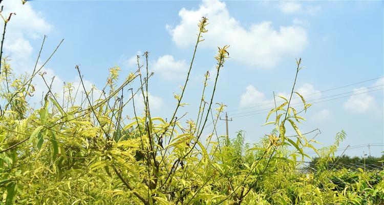 探究桃树是否为落叶植物（从叶片特征和生长习性两方面分析）